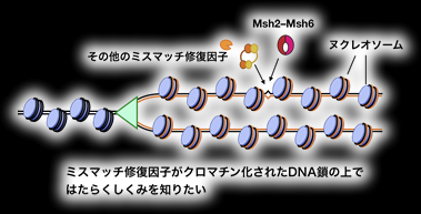 九州大学理学部生物学科染色体機能学研究室公式サイト