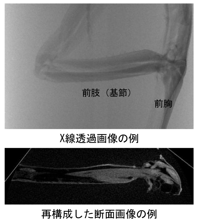 Xray image